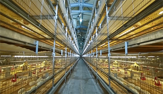 正大榆樹33萬肉雞場