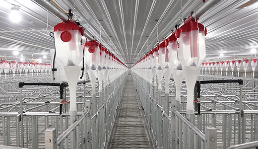 山東東營6000種豬場