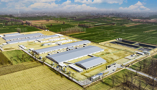 河南民權(quán)畢集6000種豬場