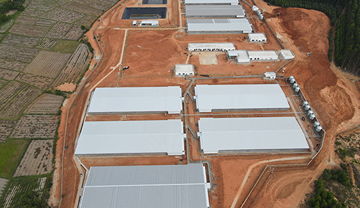 湛江響水14000育肥六場